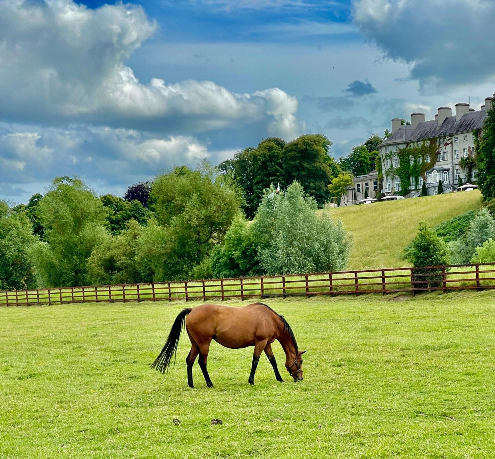 Rose Garden * Kilkenny